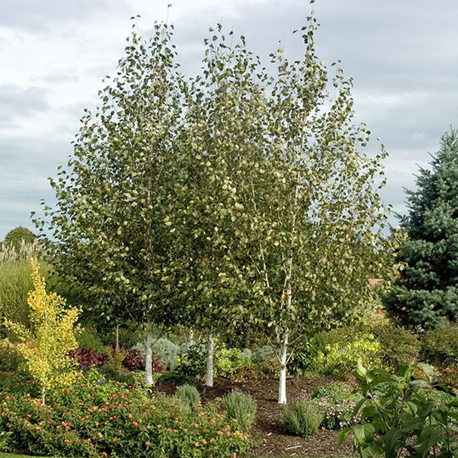 Paper Birch Tree – Green Thumbs Garden