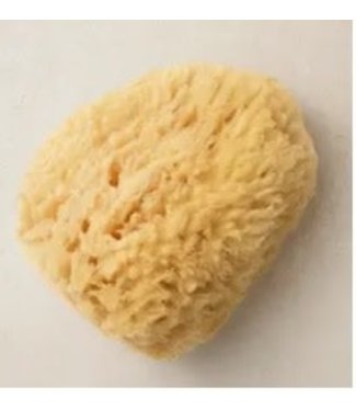 Natural Sea Sponges | Medium