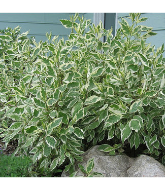 Livingstone Cornus alba 'Bailhalo' (Ivory Halo® Dogwood) 2gal [1]