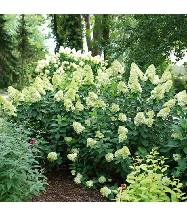 Hydrangea paniculata 'SMNHPPH' (Limelight Prime®) 2gal [1]