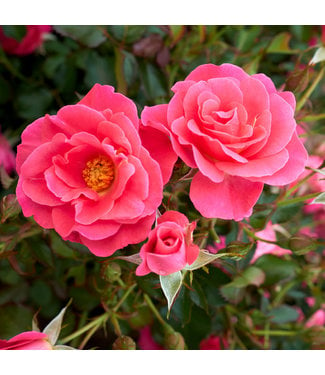Livingstone Aurora Borealis Rose (Rosa x 'Aurora Borealis')