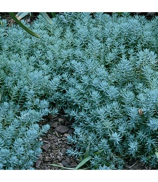 Livingstone Blue Spruce Stonecrop (Sedum reflexum 'Blue Spruce')