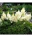 Visions Series Astilbe (Astilbe chinensis 'Visions')