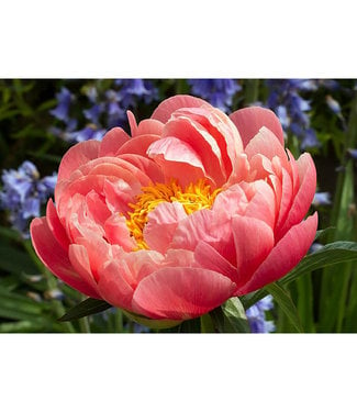 Livingstone Coral Sunset Peony (Paeonia lactiflora 'Coral Sunset')