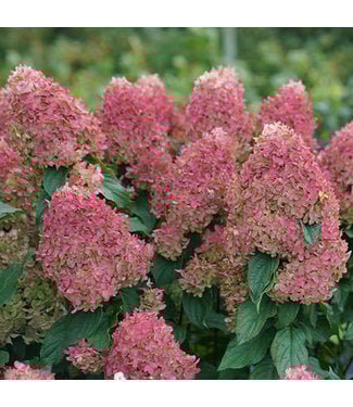 Livingstone Hydrangea paniculata 'SMNHPM' (Quick Fire Fab®) 2gal [1]