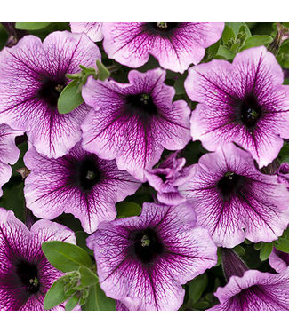 Livingstone Petunia Supertunia® 'Lanbor' (Bordeaux™ ) 4.5in [1]
