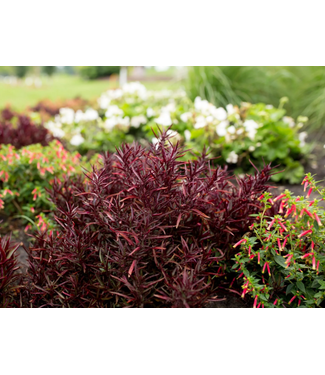 Livingstone Alternanthera 'Red Threads' (Joseph's Coat) 4.5in [1]