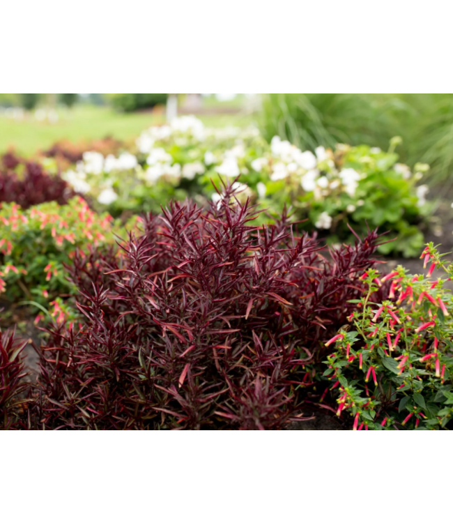 Alternanthera 'Red Threads' (Joseph's Coat) 4.5in [1]