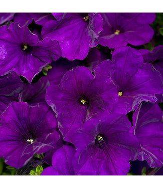 Livingstone Petunia Supertunia® 'BBTUN10102' (Royal Velvet® ) 4.5in [1]