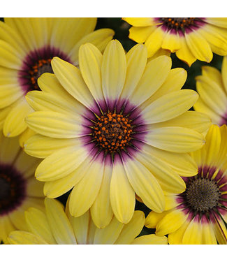 Livingstone Osteospermum ecklonis 'Blue-Eyed Beauty' (African Daisy ) 4.5in [1]