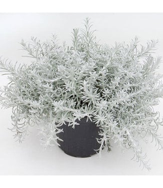 Livingstone Helichrysum italicum 'Silver Stitch' 4.5in [1]