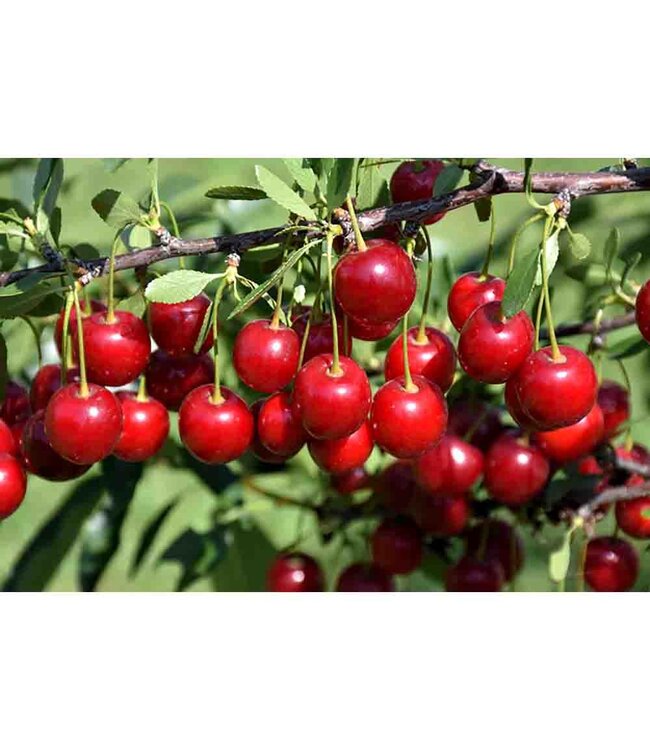 Crimson Passion Cherry CVI (Prunus x kerrasis 'Crimson Passion' CVI)