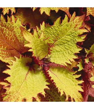Livingstone Coleus 'Henna' 4.5in [1]