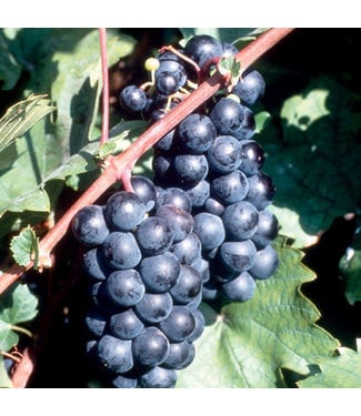 Livingstone Beta Grape (Vitis x 'Beta')