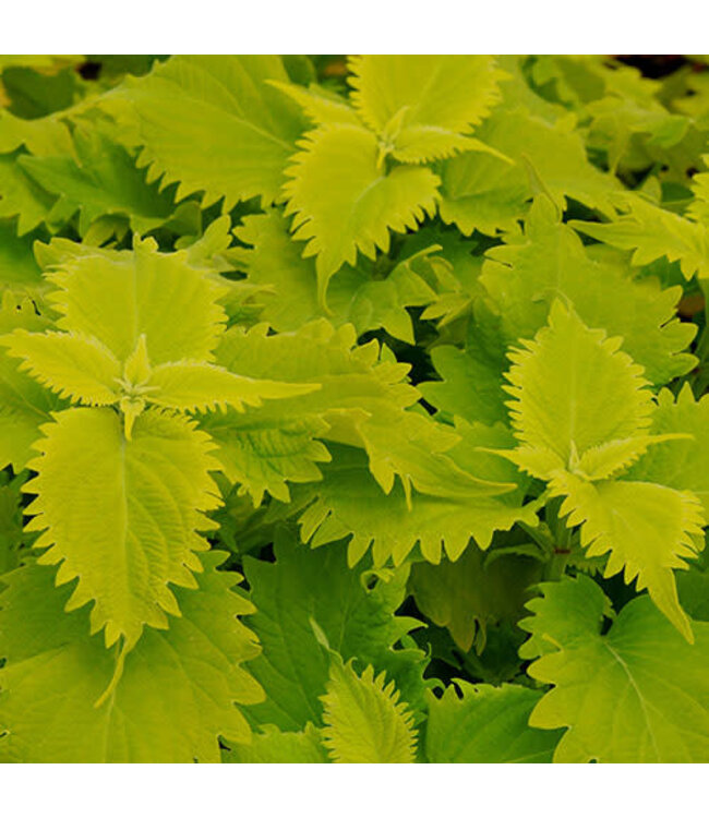 Coleus 'Wasabi' 4.5in [1]