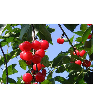 Livingstone Cupid Cherry CVI (Prunus x kerrasis 'Cupid' CVI)