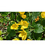 Creeping Jenny (Lysimachia nummularia)