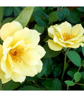 Livingstone Rosa x 'VLR003' (Yukon Sun™ Rose) 1gal (GF) [1]