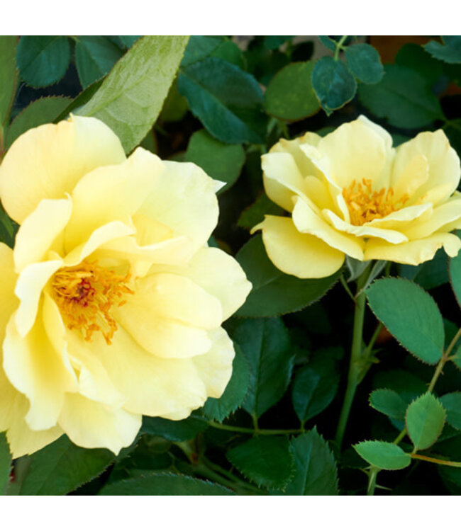 Rosa x 'VLR003' (Yukon Sun™ Rose) 1gal (GF) [1]
