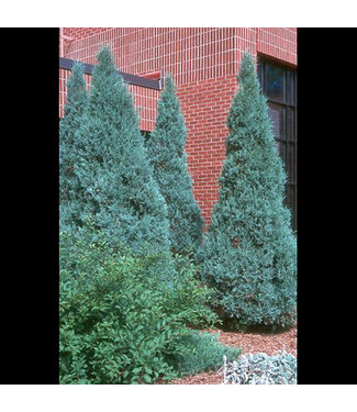 Livingstone Medora Juniper (Juniperus scopulorum 'Medora')