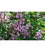 Dwarf Korean Lilac (Syringa meyeri 'Palibin')