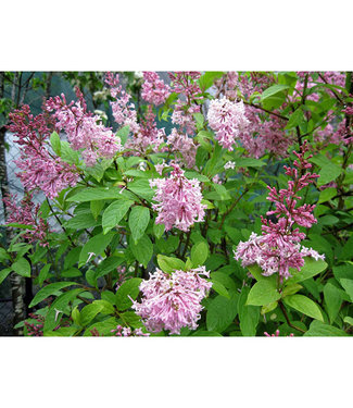 Livingstone Charisma Lilac (Syringa x prestoniae 'Charisma')