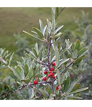 Livingstone Silver Buffaloberry (Shepherdia argentea)