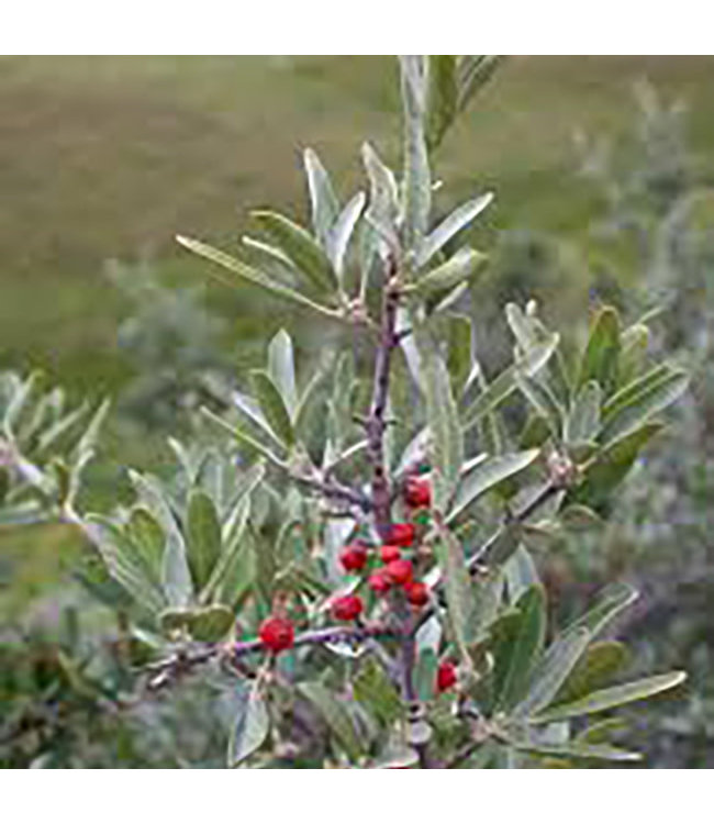 Silver Buffaloberry (Shepherdia argentea)
