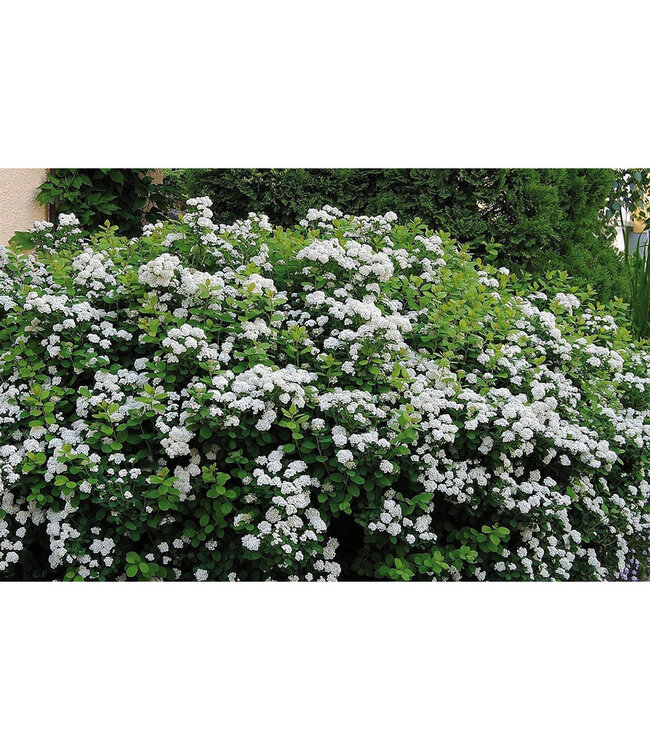 Tor Spirea (Spiraea betulifolia 'Tor')