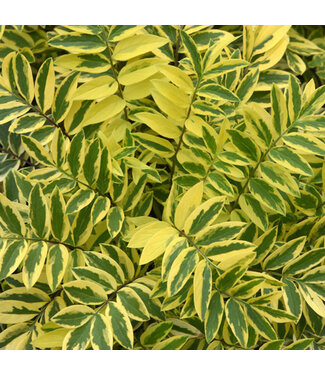 Livingstone Polemonium pulcherrimum 'Golden Feathers' (Jacob's Ladder) 1gal [1]