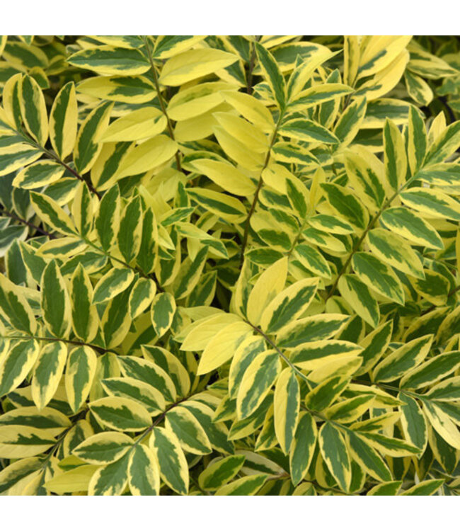 Polemonium pulcherrimum 'Golden Feathers' (Jacob's Ladder) 1gal [1]