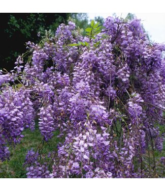 Livingstone Blue Moon Wisteria (Wisteria 'Blue Moon')