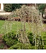 Weeping Pussy Willow Topgraft (Salix caprea 'Pendula' STD)