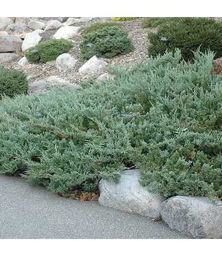 Shrub - Livingstone Outdoor