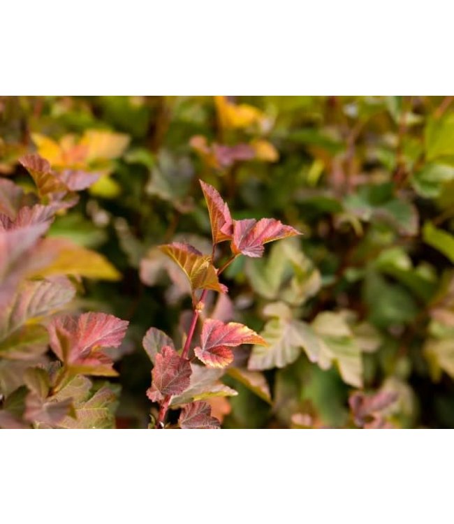 Amber Jubilee Ninebark  (Physocarpus o. 'Amber Jubilee')