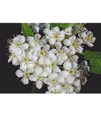 Livingstone Pin Cherry (Prunus pensylvanica)