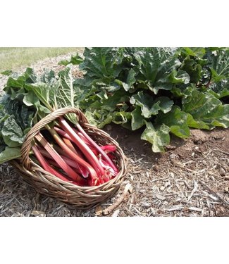 Canada Red Rhubarb