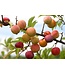 Toka Plum CVI (Prunus x 'Toka' CVI)
