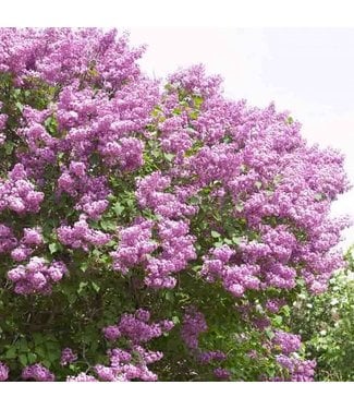Livingstone Pocahontas Lilac (Syringa x hyacinthiflora 'Pocahontas')