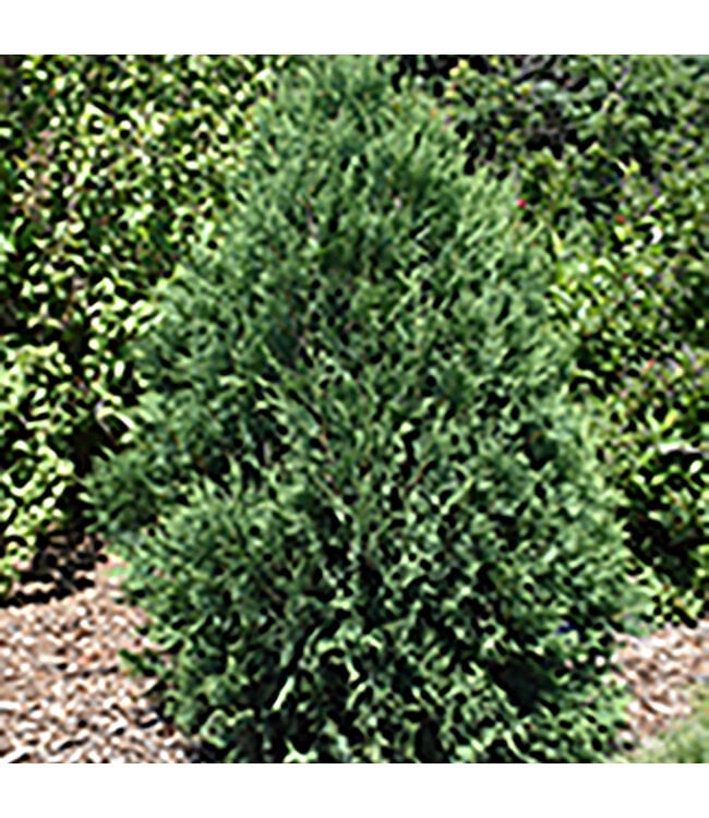 Technito Cedar (Thuja occidentalis 'Technito')