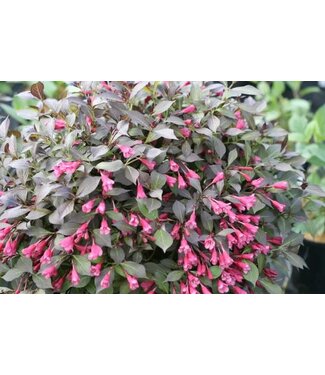 Livingstone Weigela florida 'SMNWFMS' (Midnight Wine Shine® Weigela) 2gal [1]
