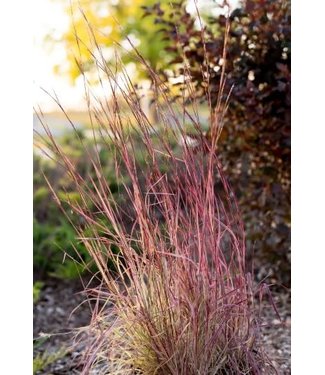 Livingstone Schizachyrium s. 'Shining Star' (™ Little Bluestem Grass) 1gal [1]