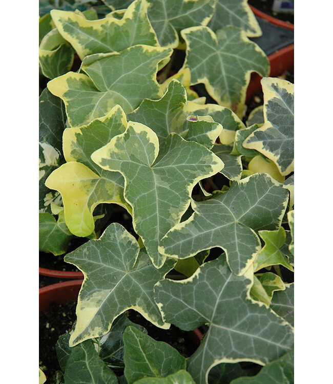 Hedera helix 'Yellow Ripple' (Ivy ) 4.5in [1]