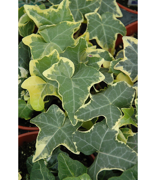 (Hedera helix 'Yellow Ripple') Yellow Ripple Ivy - Annual - 4.5" [1]