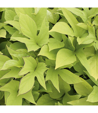 Livingstone Ipomoea batatas Sweet Caroline 'Light Green' (Sweet Potato Vine ) 4.5in [1]