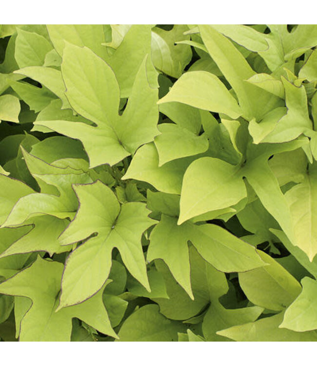 Ipomoea batatas Sweet Caroline 'Light Green' (Sweet Potato Vine ) 4.5in [1]