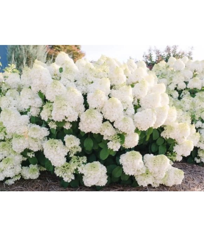 Hydrangea paniculata 'Bailpanone' (Little Hottie®) 2gal [1]