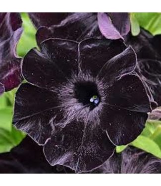 Livingstone Petunia h. Crazytunia® 'Black Mamba' 4.5in [1]