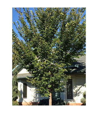 Livingstone Brandon American Elm (Ulmus americana 'Brandon')