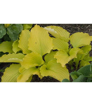 Livingstone Dancing Queen Hosta (Hosta 'Dancing Queen')